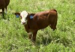 Cow calf pair 50% registered 4 year old Cow and bull calf