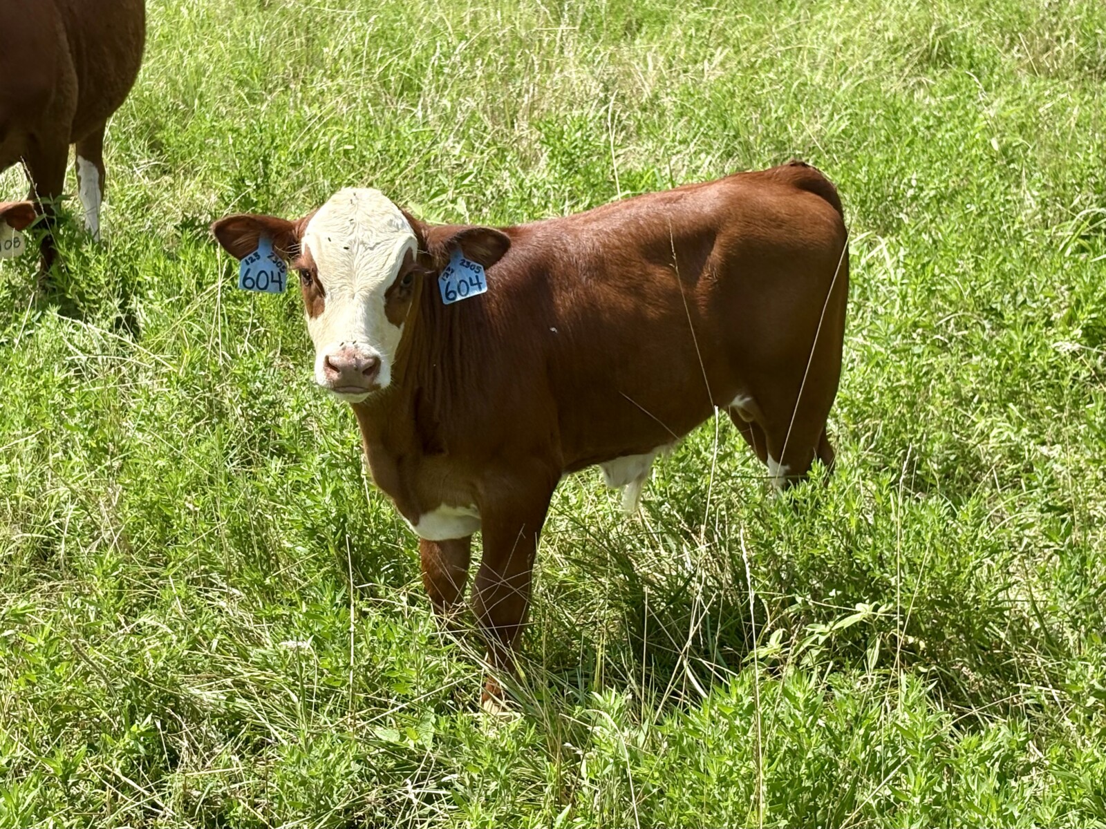 Cow calf pair 50% registered 4 year old Cow and bull calf
