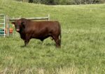 Registered Full-Blood Cow/calf Pair
