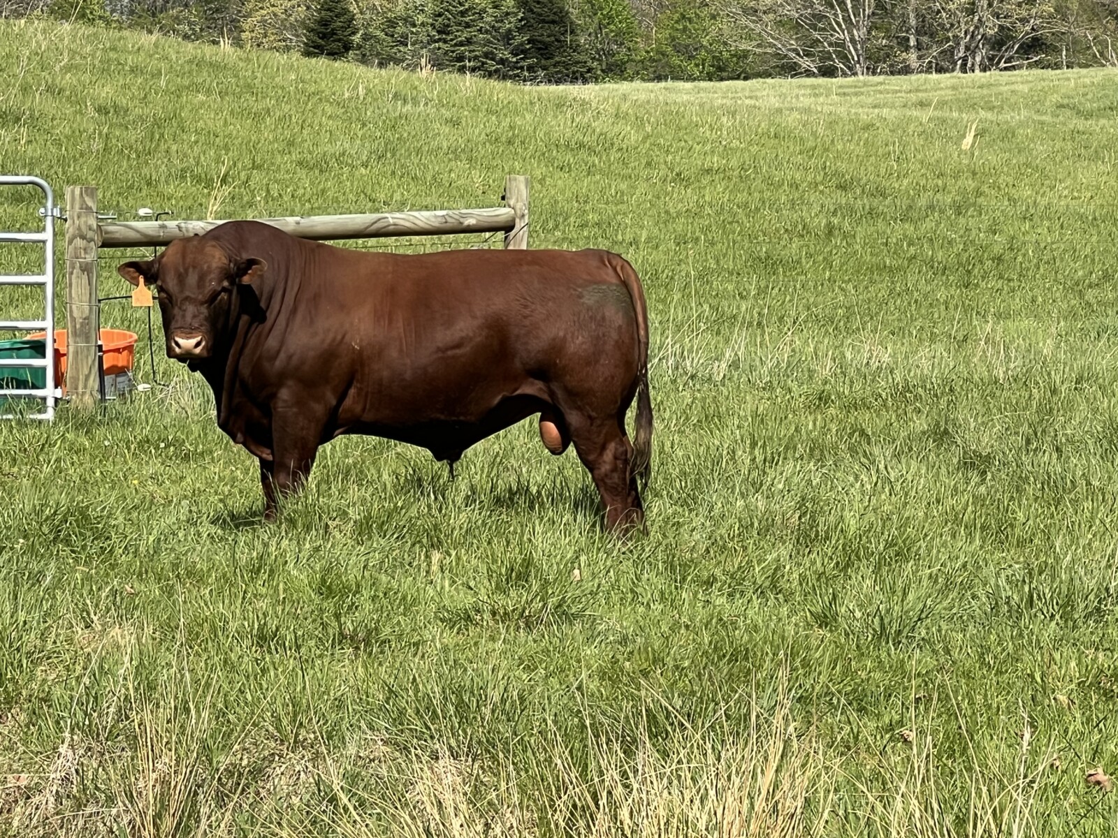 Registered Full-Blood Cow/calf Pair