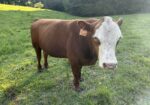 Full Blood Registered Bull great bloodlines!