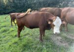 Full Blood Registered Bull great bloodlines!