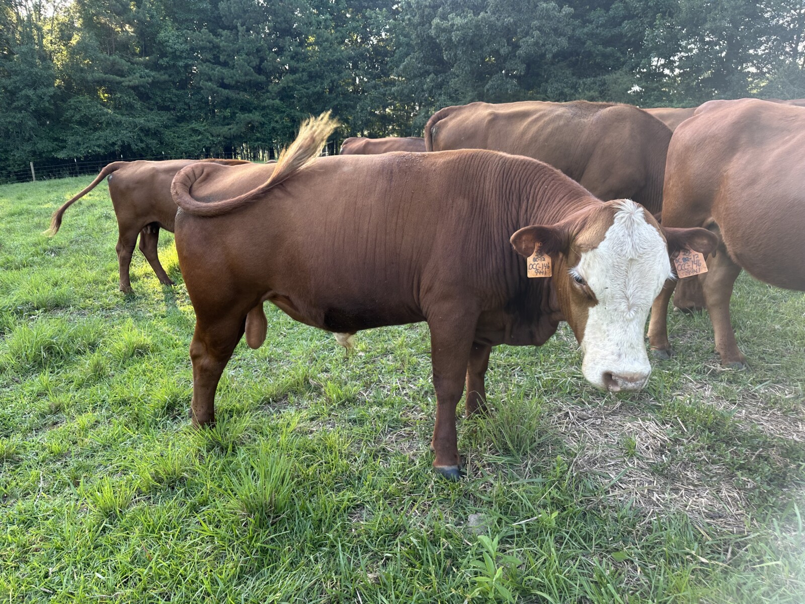 Full Blood Registered Bull great bloodlines!