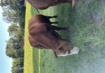 Full Blood Registered Bull great bloodlines!