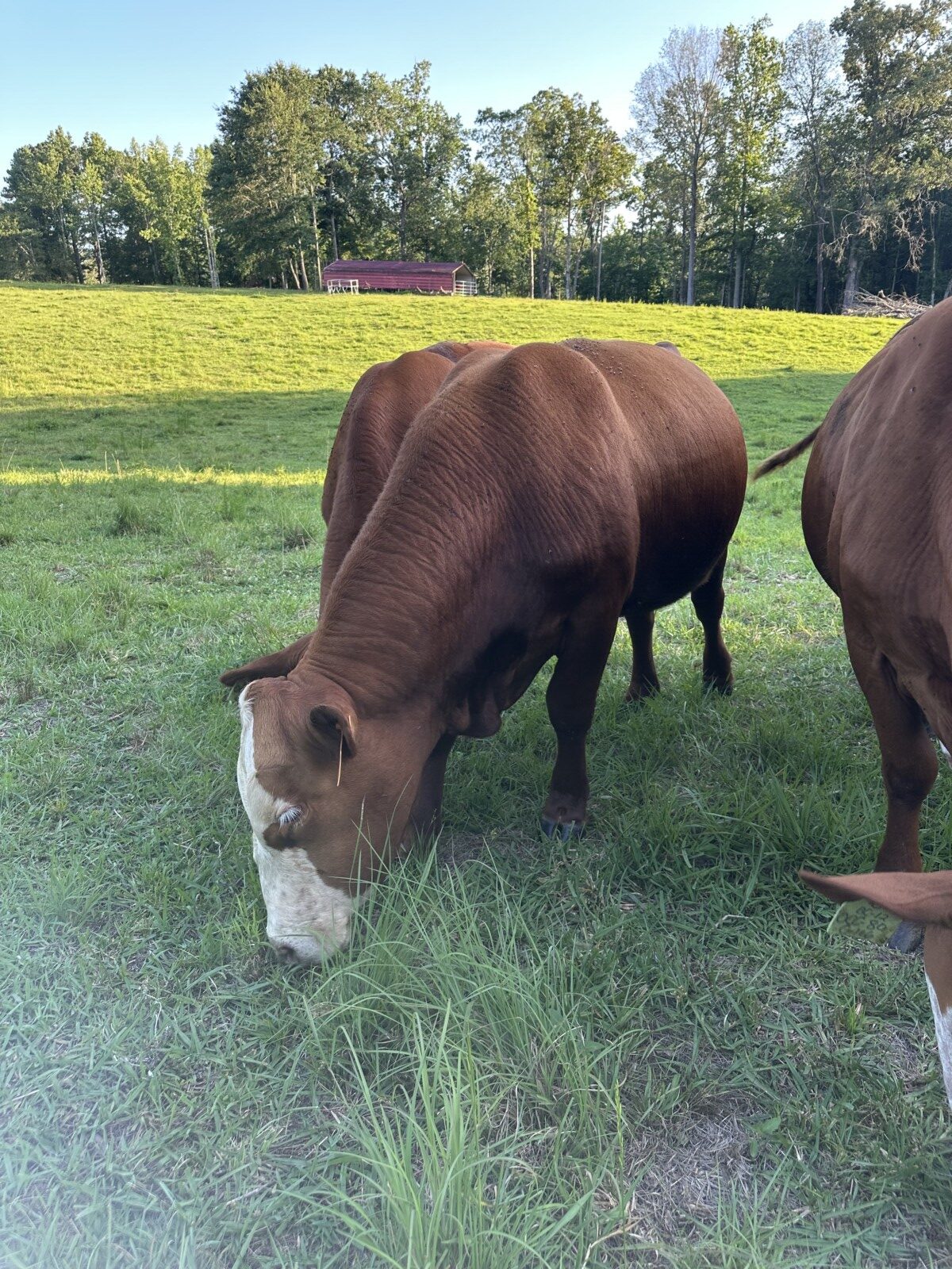 Full Blood Registered Bull great bloodlines!