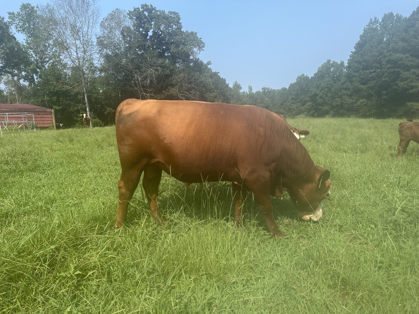 Full Blood Registered Bull great bloodlines!