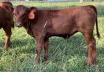 Registered Full-Blood Cow/calf Pair