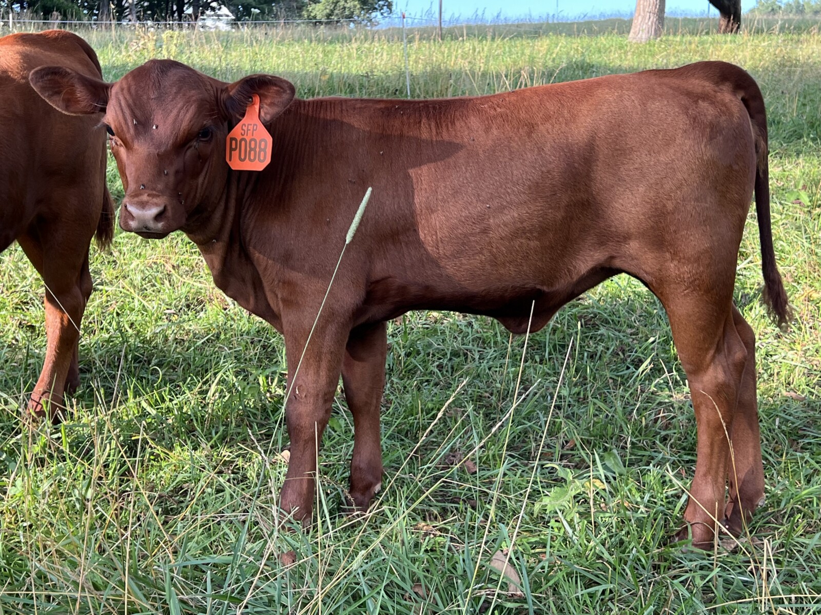 Registered Full-Blood Cow/calf Pair
