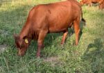 Registered Full-Blood Cow/calf Pair