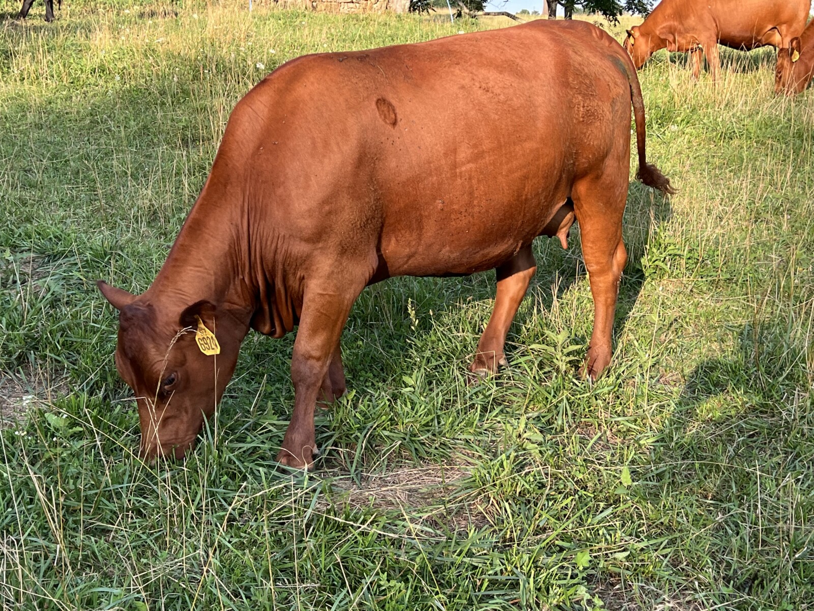 Registered Full-Blood Cow/calf Pair