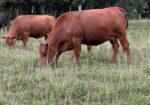 Registered Full-Blood Cow/calf Pair