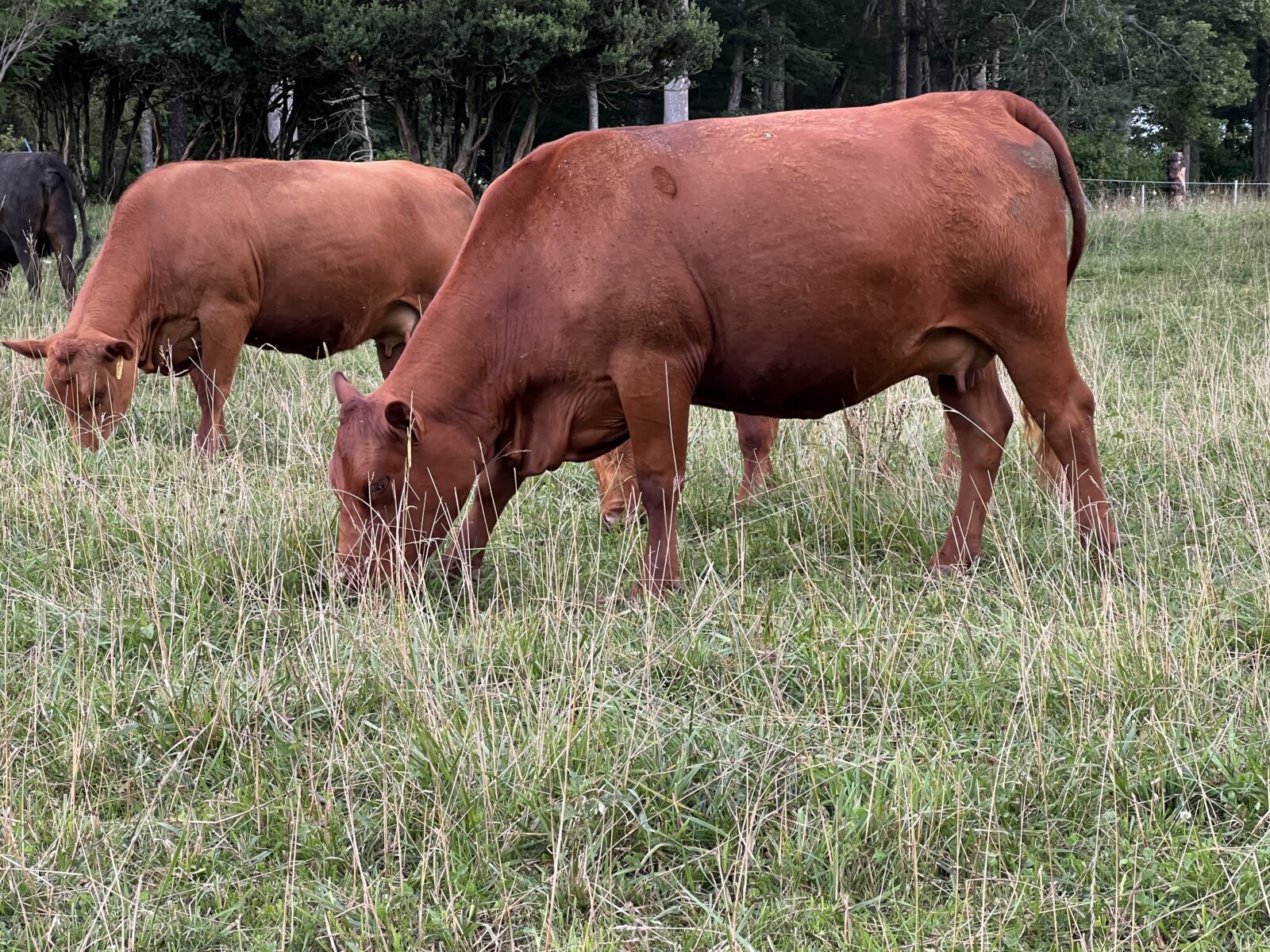 Registered Full-Blood Cow/calf Pair