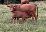 Registered Full-Blood Cow/calf Pair