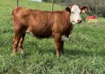 Open Full-Blood Heifer