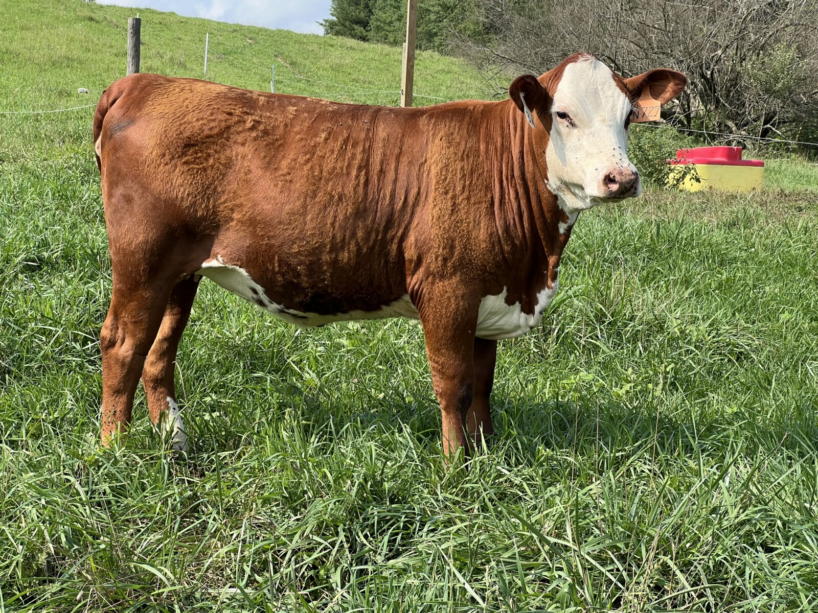 Open Full-Blood Heifer