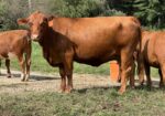 Registered Full-Blood Bred Cow with last year’s Open Full-Blood Heifer Calf