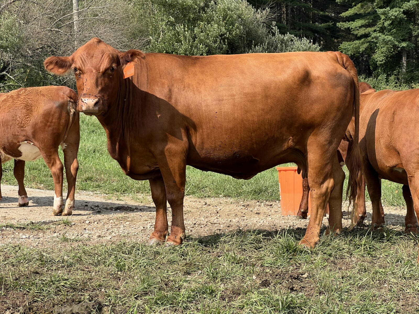 Registered Full-Blood Bred Cow with last year’s Open Full-Blood Heifer Calf