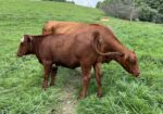 Registered Full-Blood Bred Cow with last year’s Open Full-Blood Heifer Calf