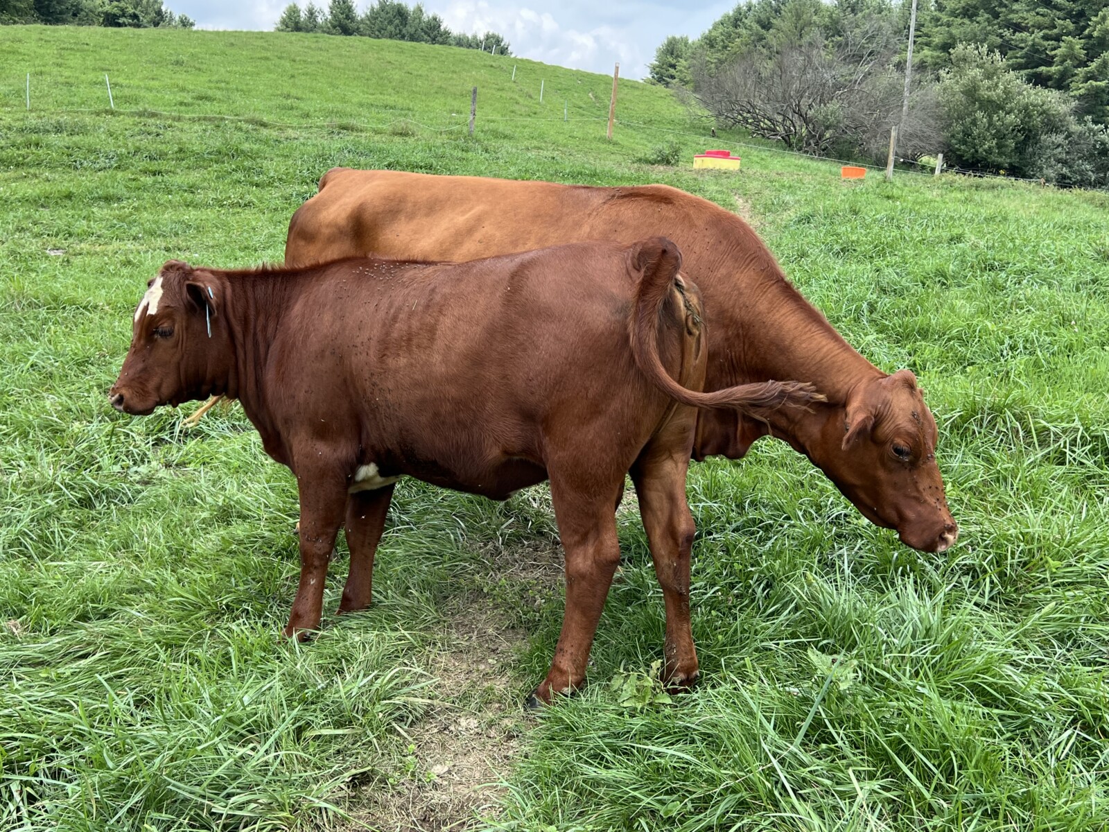 Registered Full-Blood Bred Cow with last year’s Open Full-Blood Heifer Calf
