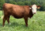 Open Full-Blood Heifer