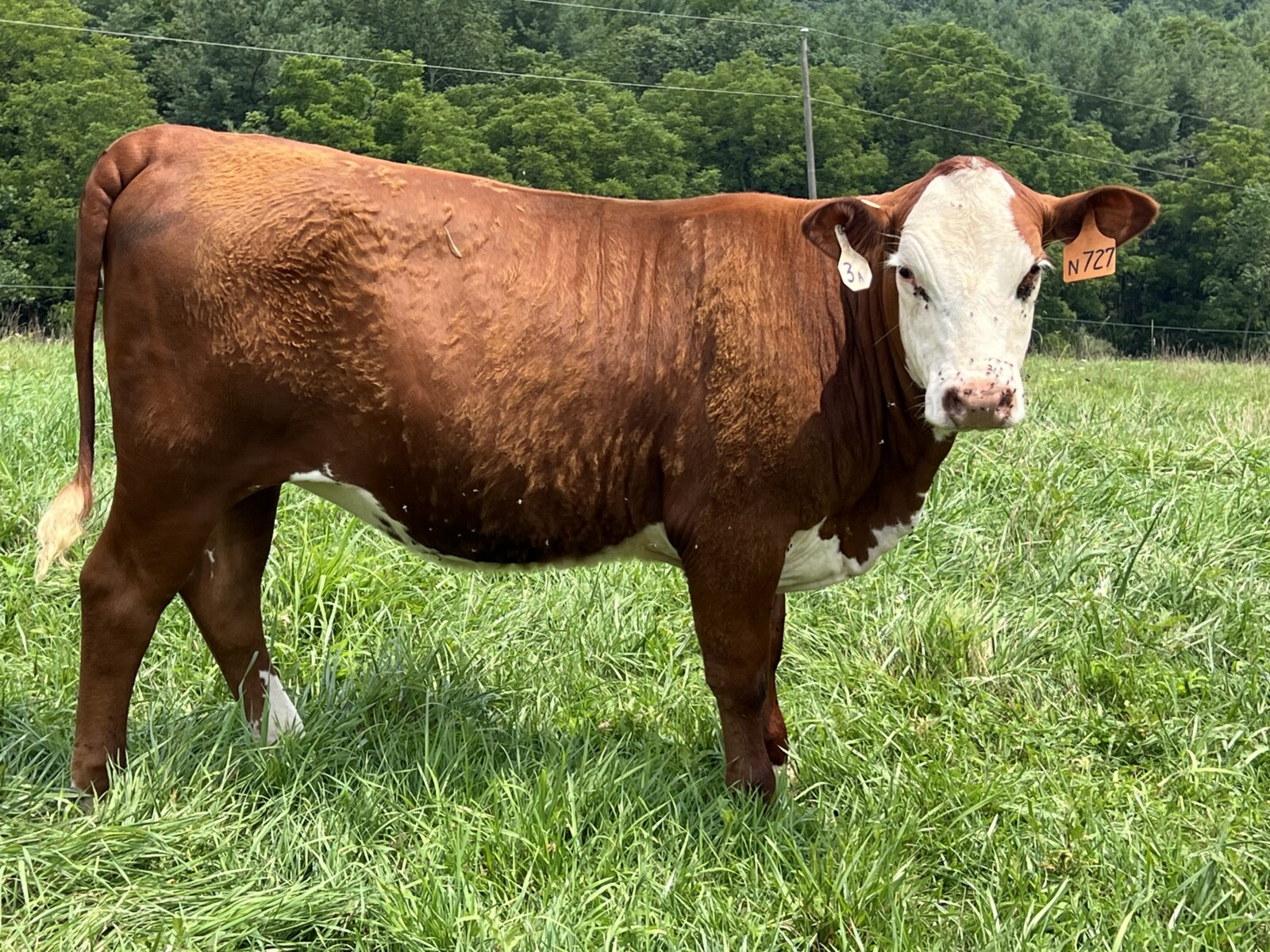 Open Full-Blood Heifer