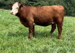 Registered Full-Blood Bred Cow with last year’s Open Full-Blood Heifer Calf