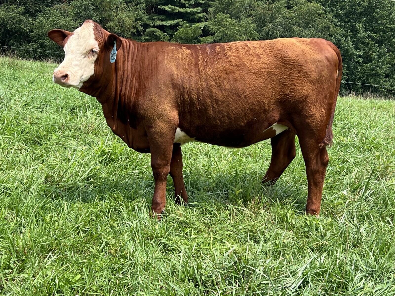 Registered Full-Blood Bred Cow with last year’s Open Full-Blood Heifer Calf
