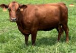 Registered Full-Blood Bred Cow with last year’s Open Full-Blood Heifer Calf