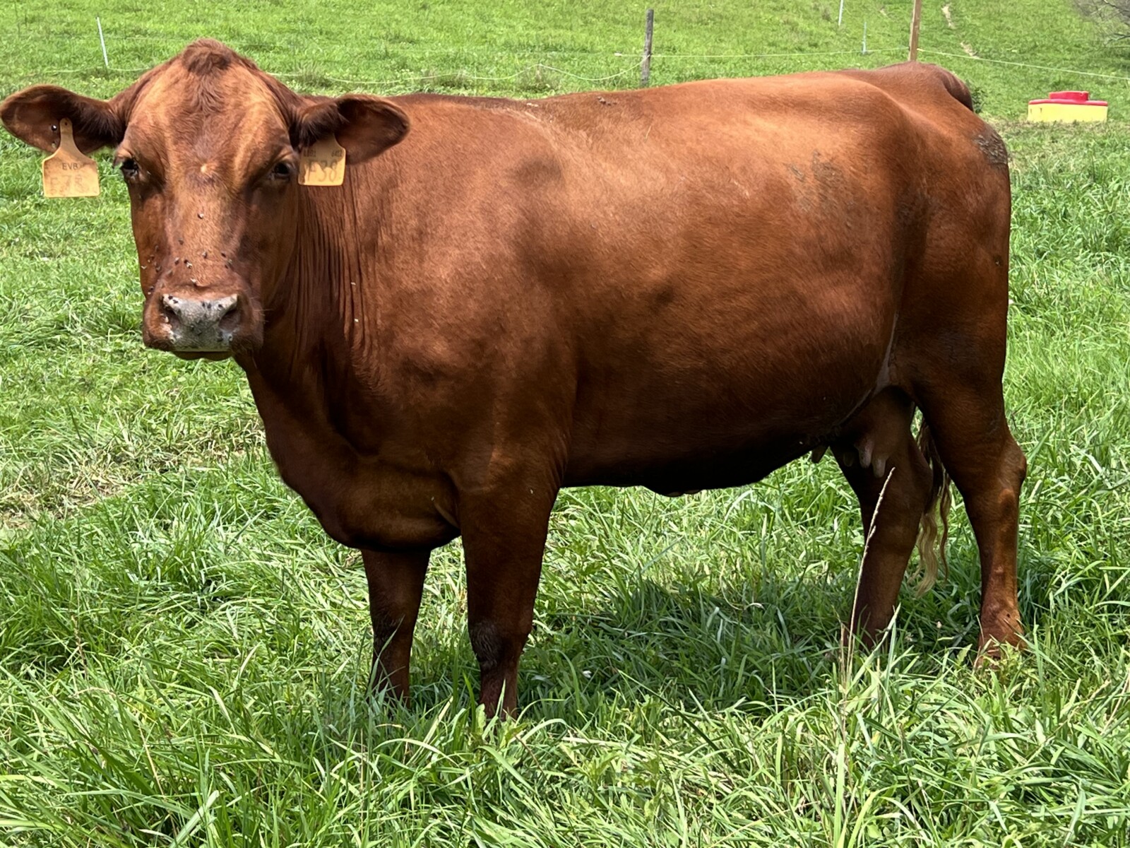 Registered Full-Blood Bred Cow with last year’s Open Full-Blood Heifer Calf