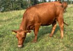 Registered Full-Blood Cow/calf Pair