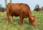 Registered Full-Blood Cow/calf Pair