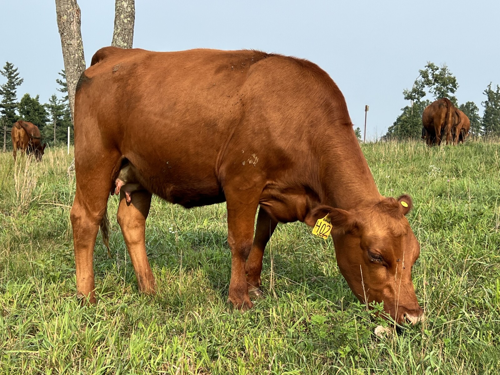 Registered Full-Blood Cow/calf Pair