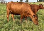 Registered Purebred Cow/calf Pair