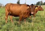 Registered Purebred Cow/calf Pair