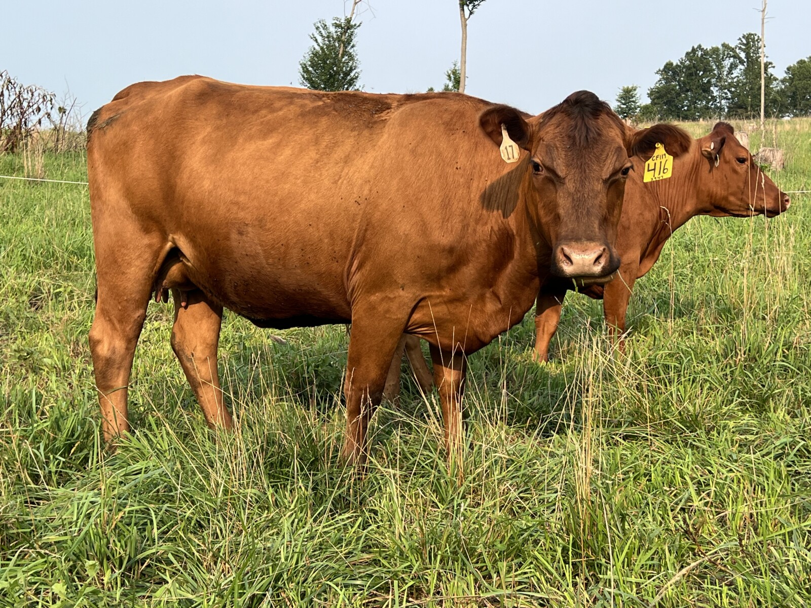 Registered Purebred Cow/calf Pair