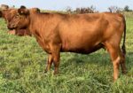Registered Purebred Cow/calf Pair
