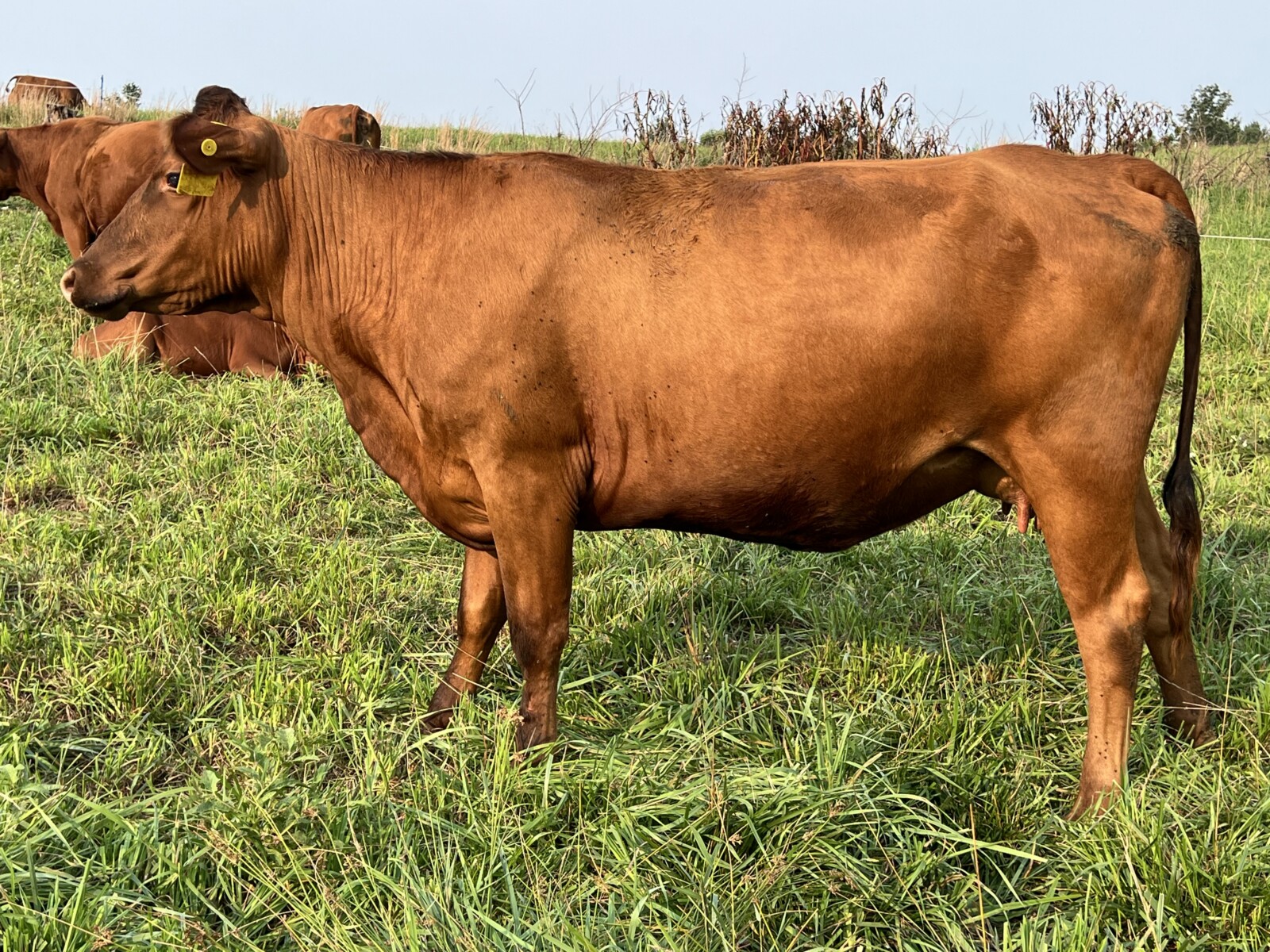 Registered Purebred Cow/calf Pair