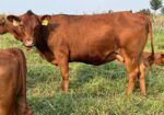 Registered Purebred Cow/calf Pair