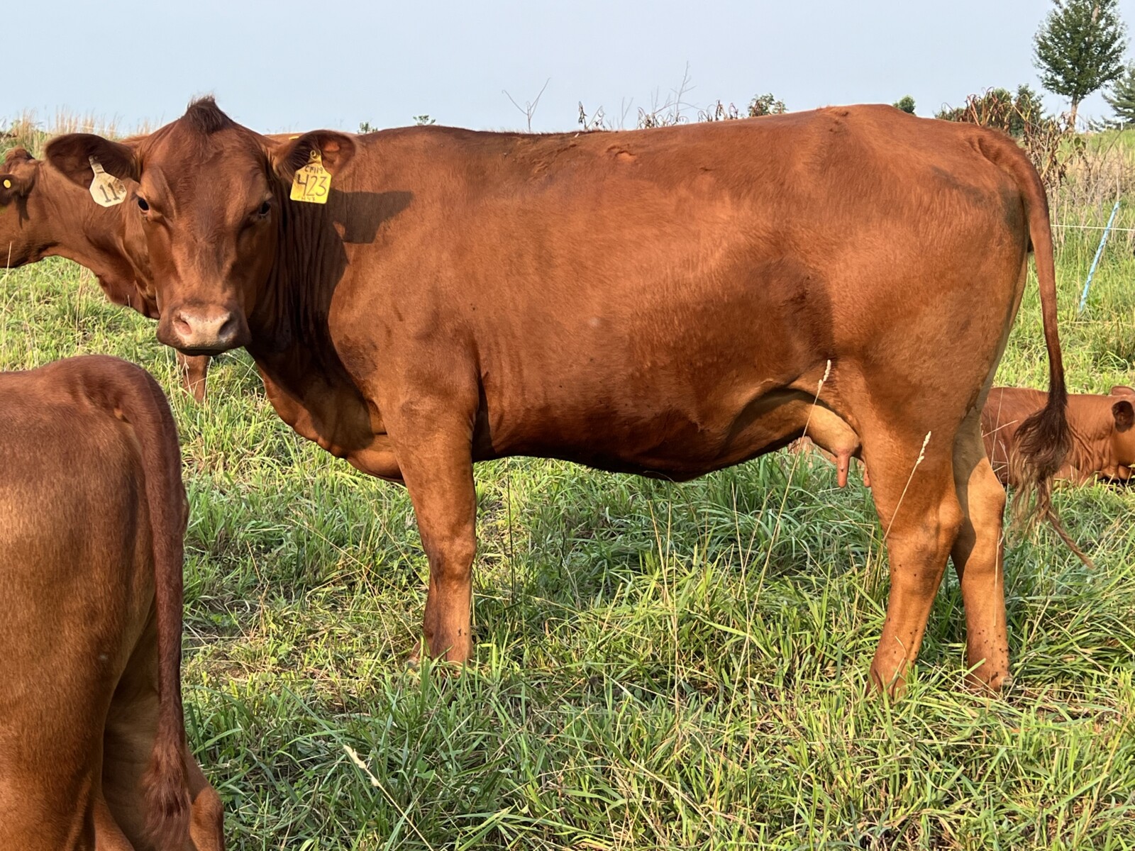 Registered Purebred Cow/calf Pair