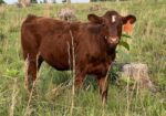 Registered Purebred Cow/calf Pair