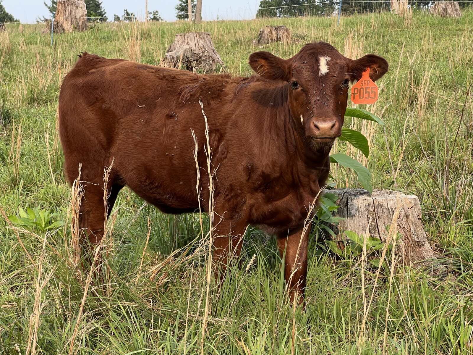 Registered Purebred Cow/calf Pair