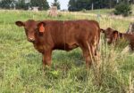 Registered Purebred Cow/calf Pair