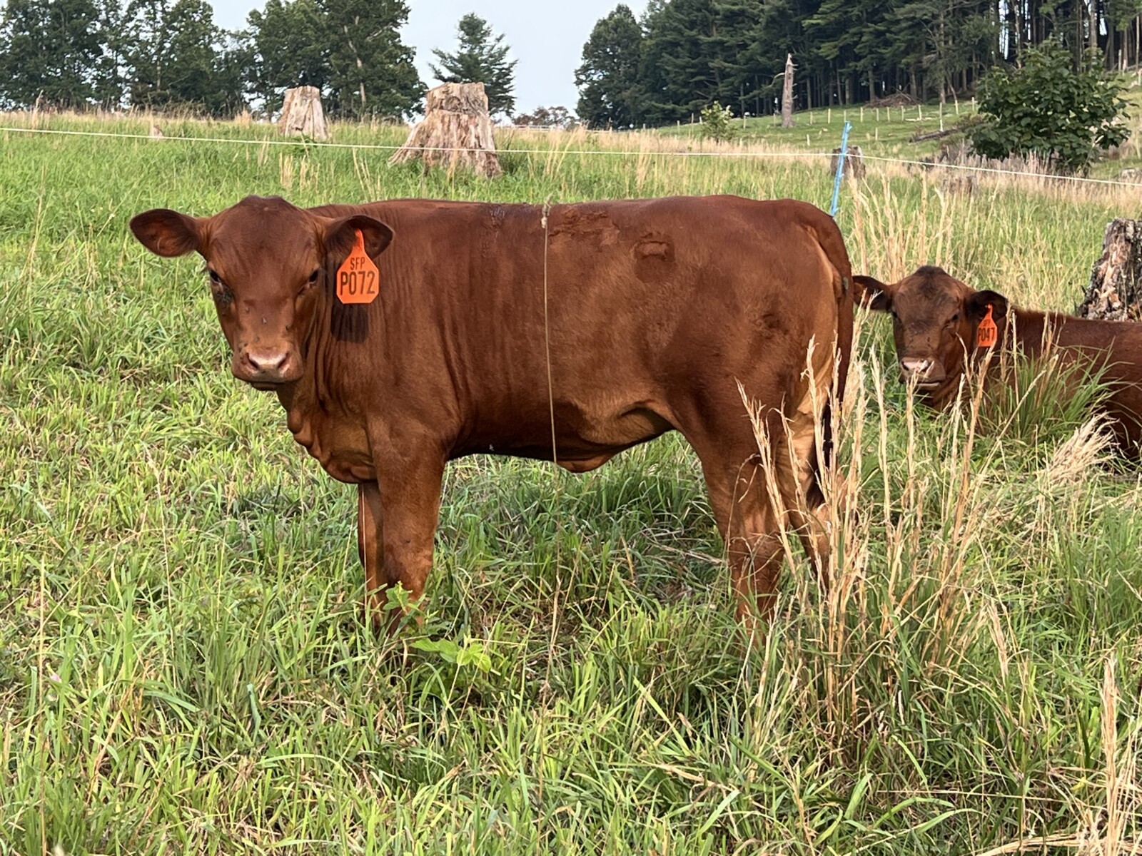 Registered Purebred Cow/calf Pair