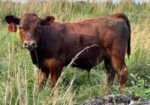 Registered Full-Blood Cow/calf Pair