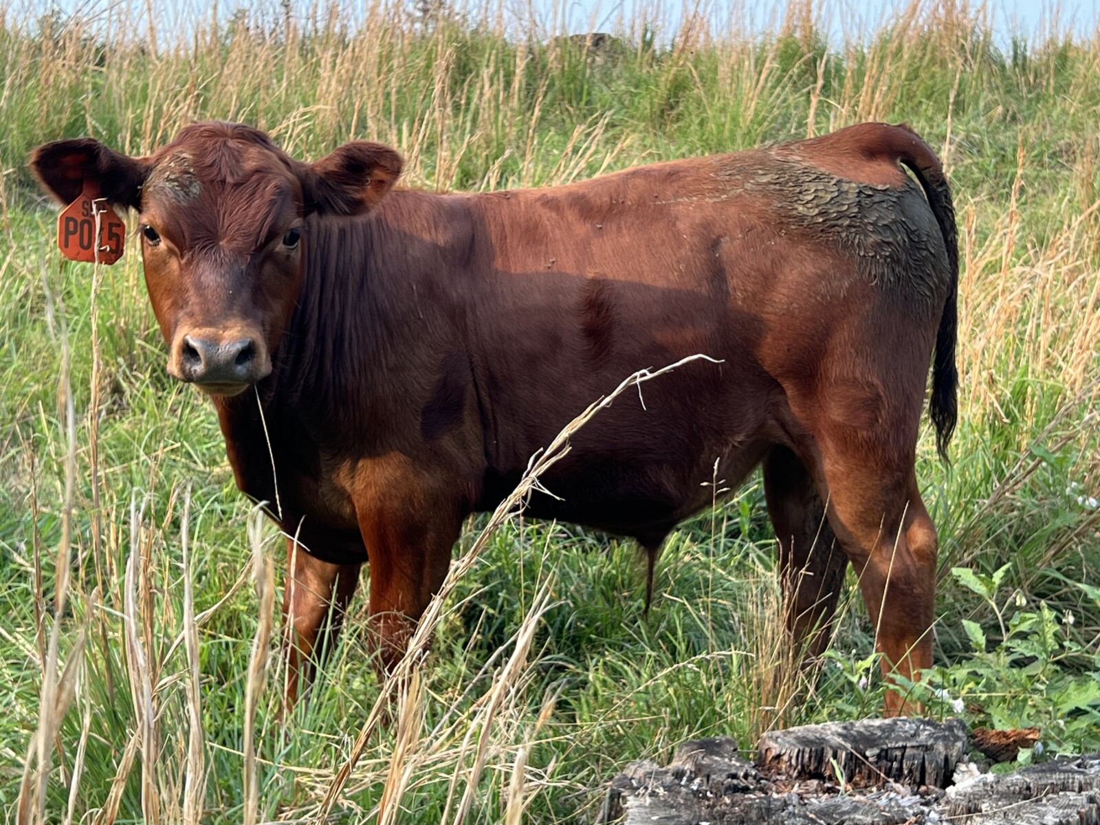 Registered Full-Blood Cow/calf Pair