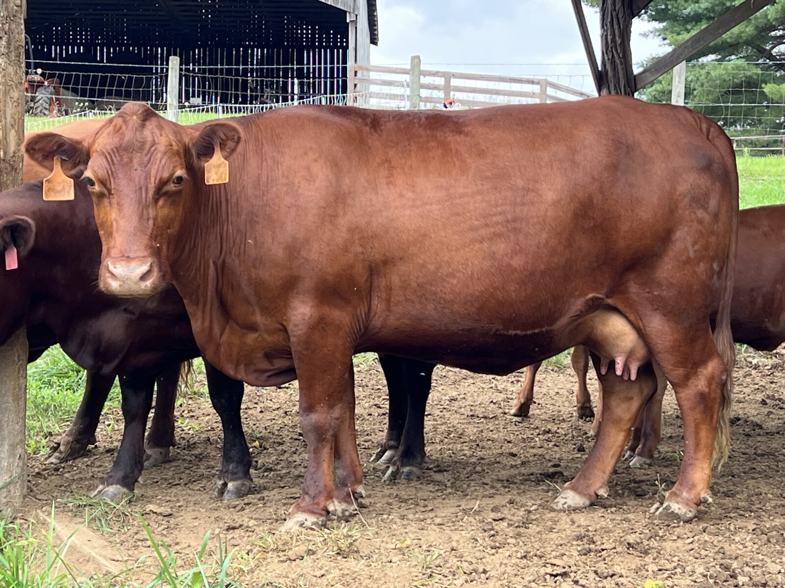 Registered Full-Blood Cow/calf Pair