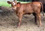 Registered Full-Blood Cow/calf Pair