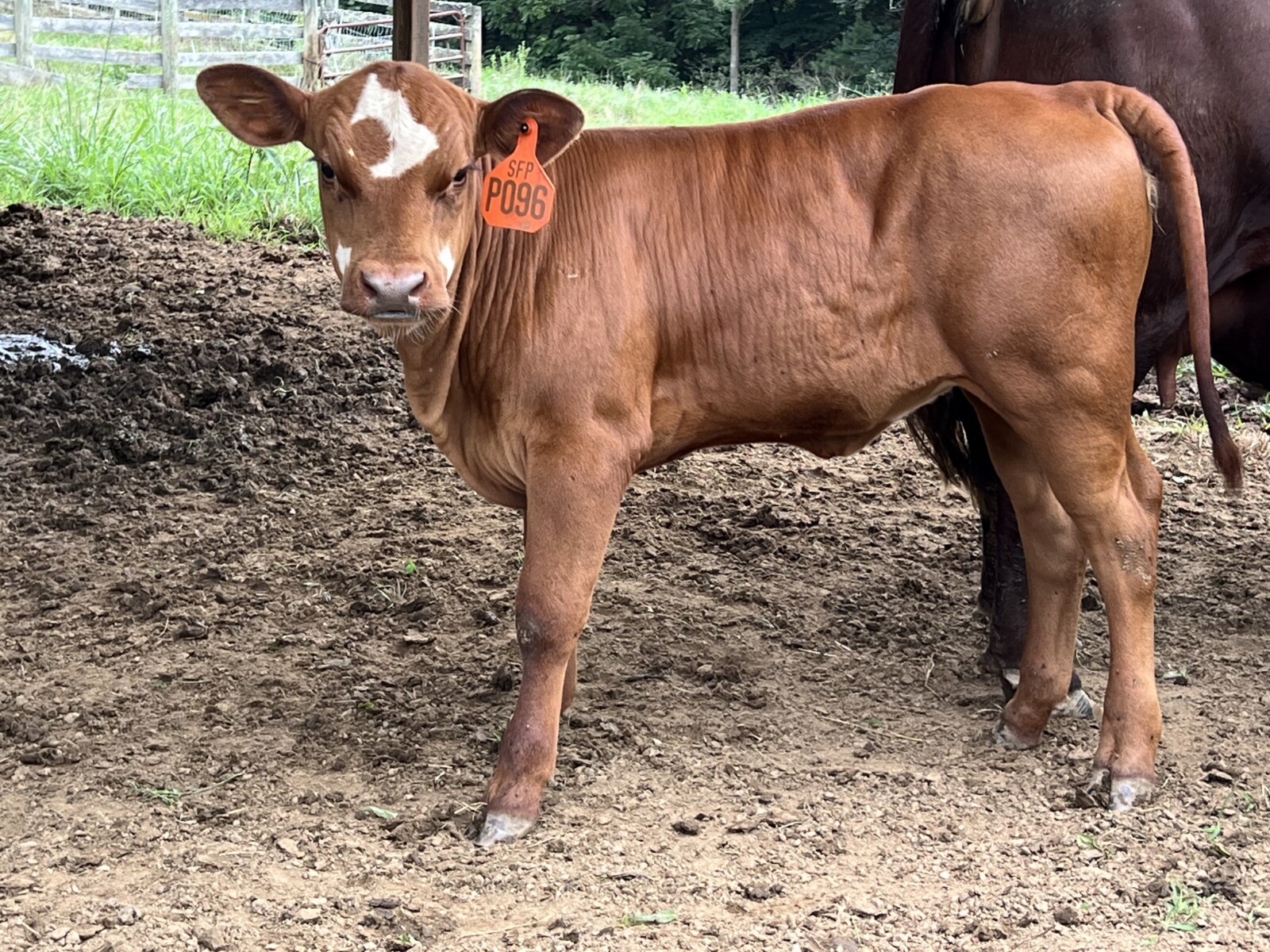 Registered Full-Blood Cow/calf Pair