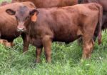 Registered Purebred Cow/calf Pair