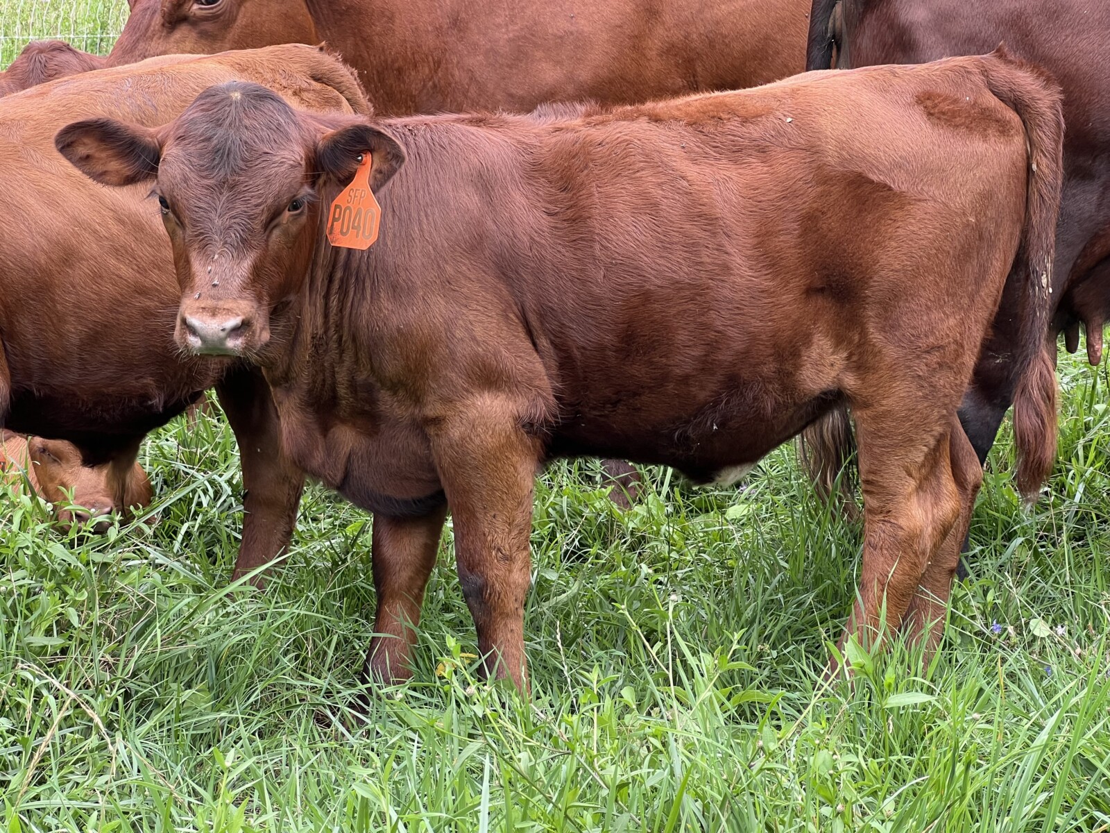 Registered Purebred Cow/calf Pair